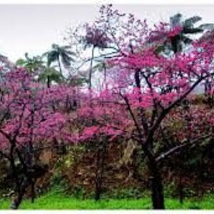 May include: A field of pink flowering trees with tall palm trees in the background.