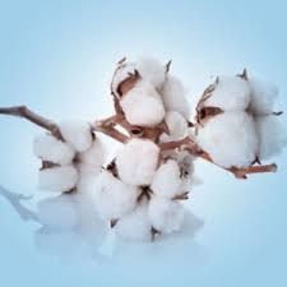 Clean Cotton Fragrance Oil 