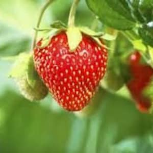 May include: A close-up of a ripe red strawberry hanging from a green vine. The strawberry is surrounded by green leaves.