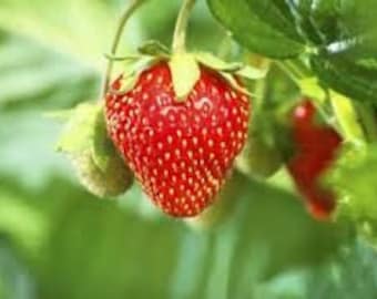 Strawberry Leather Fragrance Oil