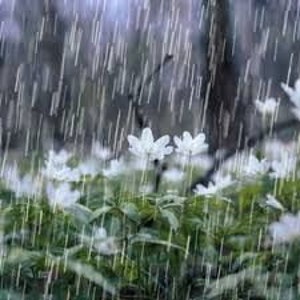 China Rain Fragrance Oil