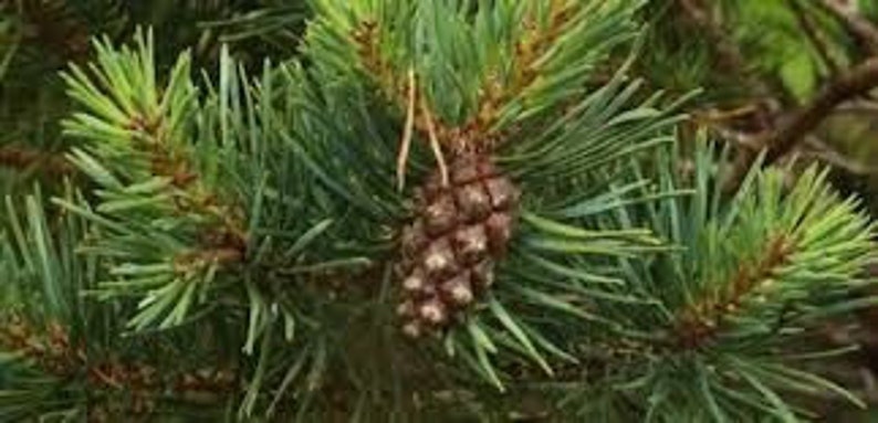 May include: A close-up of a pine tree branch with a small brown pine cone. The needles are green and the cone is textured.