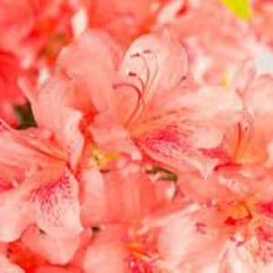 May include: Close-up of a cluster of pink azalea flowers with delicate petals and a light pink center.