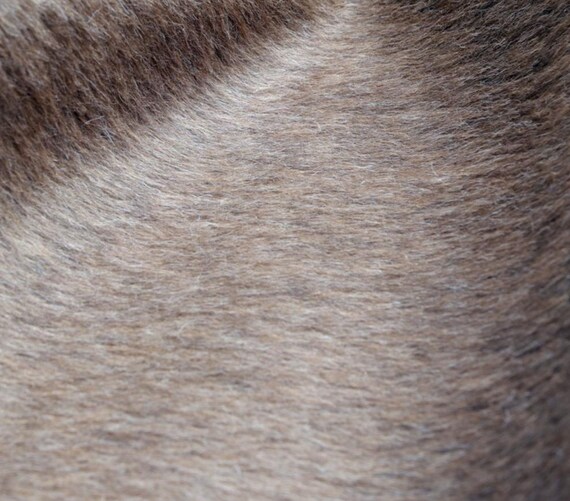 Babyllama wool fabric by the yard