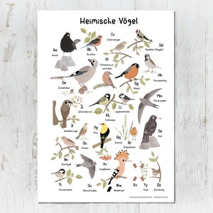 Bird Poster, ABC Poster Birds, Poster Bar, DIN A3 & DIN A2, Animal Alphabet, Bird Alphabet, Learning Poster, Children's Room Alphabet image 1