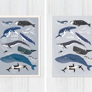 Ballenas, cartel A4, 2 variantes, ilustraciones, animales, cartel de ballenas, cartel de aprendizaje, cumpleaños, cumpleaños infantil