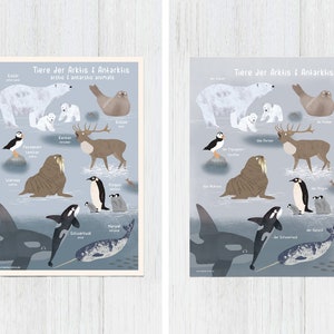 Animali dell'Artico e dell'Antartide, poster A4, 2 varianti, illustrazioni, animali, poster di animali, poster didattico, compleanno, compleanno dei bambini