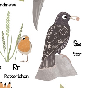 Bird Poster, ABC Poster Birds, Poster Bar, DIN A3 & DIN A2, Animal Alphabet, Bird Alphabet, Learning Poster, Children's Room Alphabet image 4
