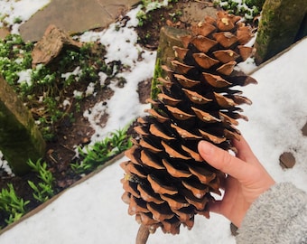 Szyszka sosny cukrowej (Pinus lambertiana)