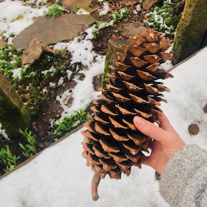 May include: A large, brown pine cone with a long, curved stem. The cone is sitting on a snowy surface.