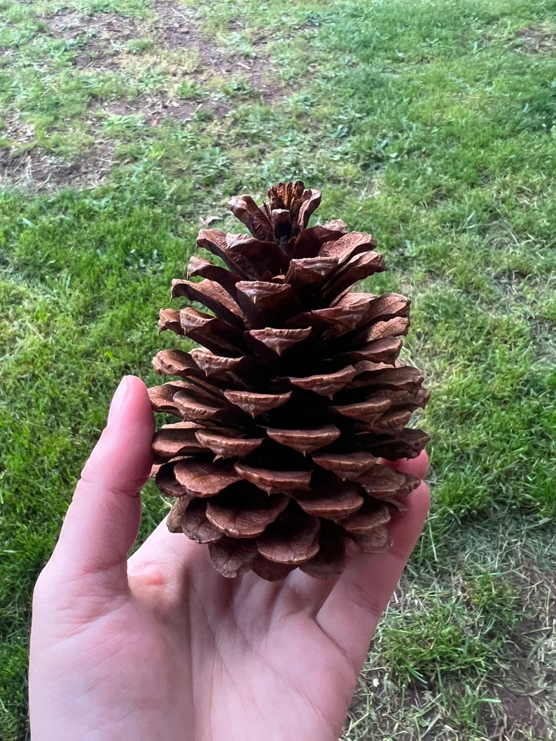 Ponderosa Pine Cones Pinus ponderosa Home Decor, Arts, and Crafts, Christmas, Holiday Ornaments and Wreaths image 5