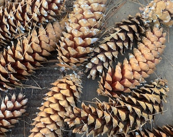Westerse witte dennenappels (Pinus monticola)