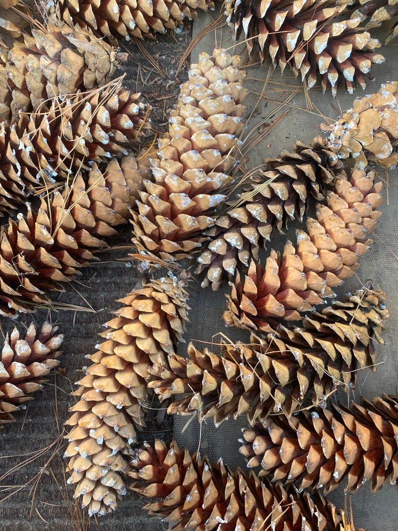 Western White Pine Cones Pinus monticola image 1