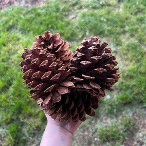 Ponderosa Pine Cones Pinus ponderosa Home Decor, Arts, and Crafts, Christmas, Holiday Ornaments and Wreaths image 1