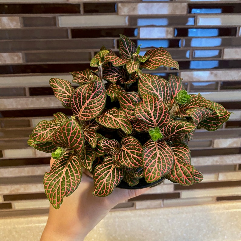 Pink Fittonia Nerve Plant Etsy