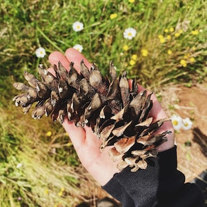 Western White Pine Cones Pinus monticola image 6