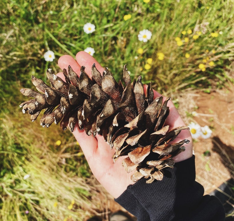 Western White Pine Cones Pinus monticola image 6