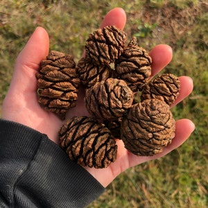 Giant Jumbo Pine Cones, Eco Home Decor, Large Pinecone, Organic Pinecones,  Craft Supplies, Diy Tools, Natural Table Display, Christmas Decor 