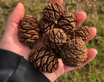 Peut inclure: Une main tenant une collection de pommes de pin brunes et séchées. Les pommes de pin sont texturées et ont un aspect naturel et rustique.