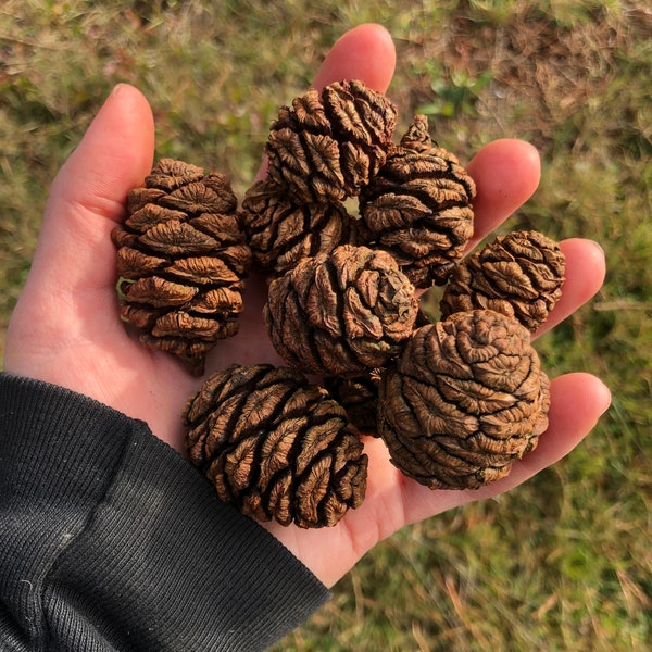 Giant Sequoia Tree Cones (Sequoiadendron giganteum) for Crafts and Home Decor