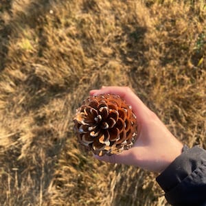 Western White Pine Cones Pinus monticola image 3