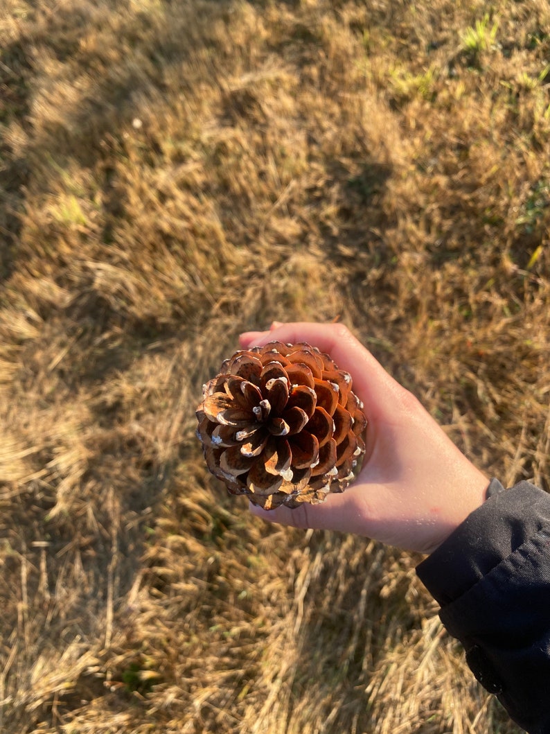 Western White Pine Cones Pinus monticola image 3