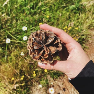 Western White Pine Cones Pinus monticola image 7