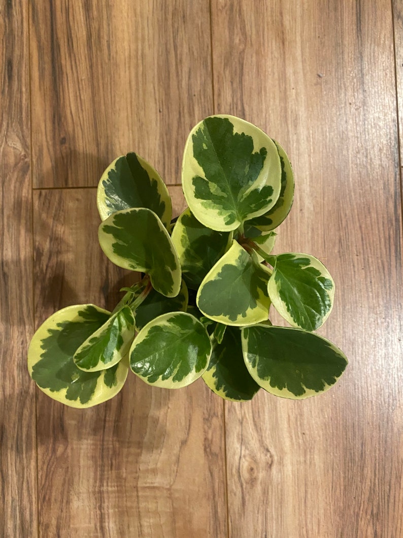 Variegated American Baby Rubber Plant Peperomia