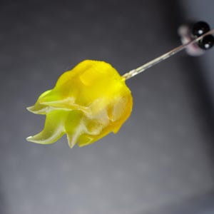May include: A close-up of a yellow and green flower with a clear stem and two black eyes. The flower has a translucent appearance and is set against a gray background. The flower's petals are a vibrant yellow, with green accents.