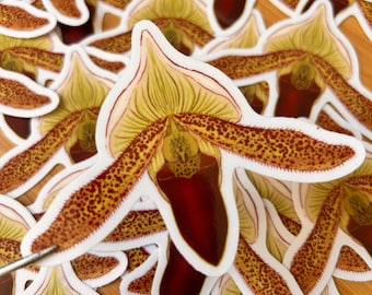 Red paphio orchid translucent vinyl sticker