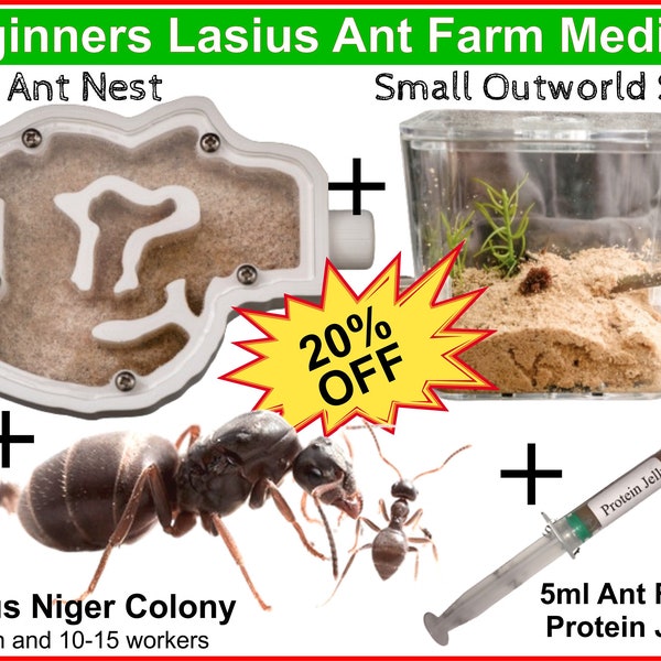 Cadeau de ferme de fourmis pour débutants Black Queen Ants UK Medium