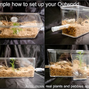 Ameisen Farm Arena: Mittelgroße Acrylform