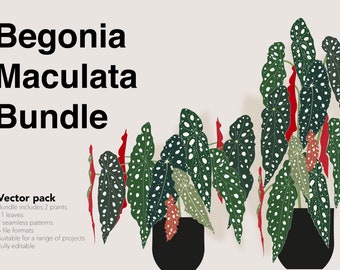 Vector pack -—- Begonia maculata plant, pattern and leaves bundle | 5 file formats