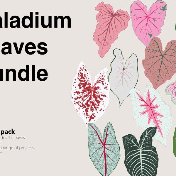 Caladium Leaf Digital Illustrations Bundle