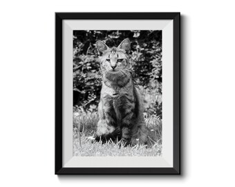 Art Photography, Art Print, Animal Photography, Home Decor, Black and White, Wall Art, Cat Photography
