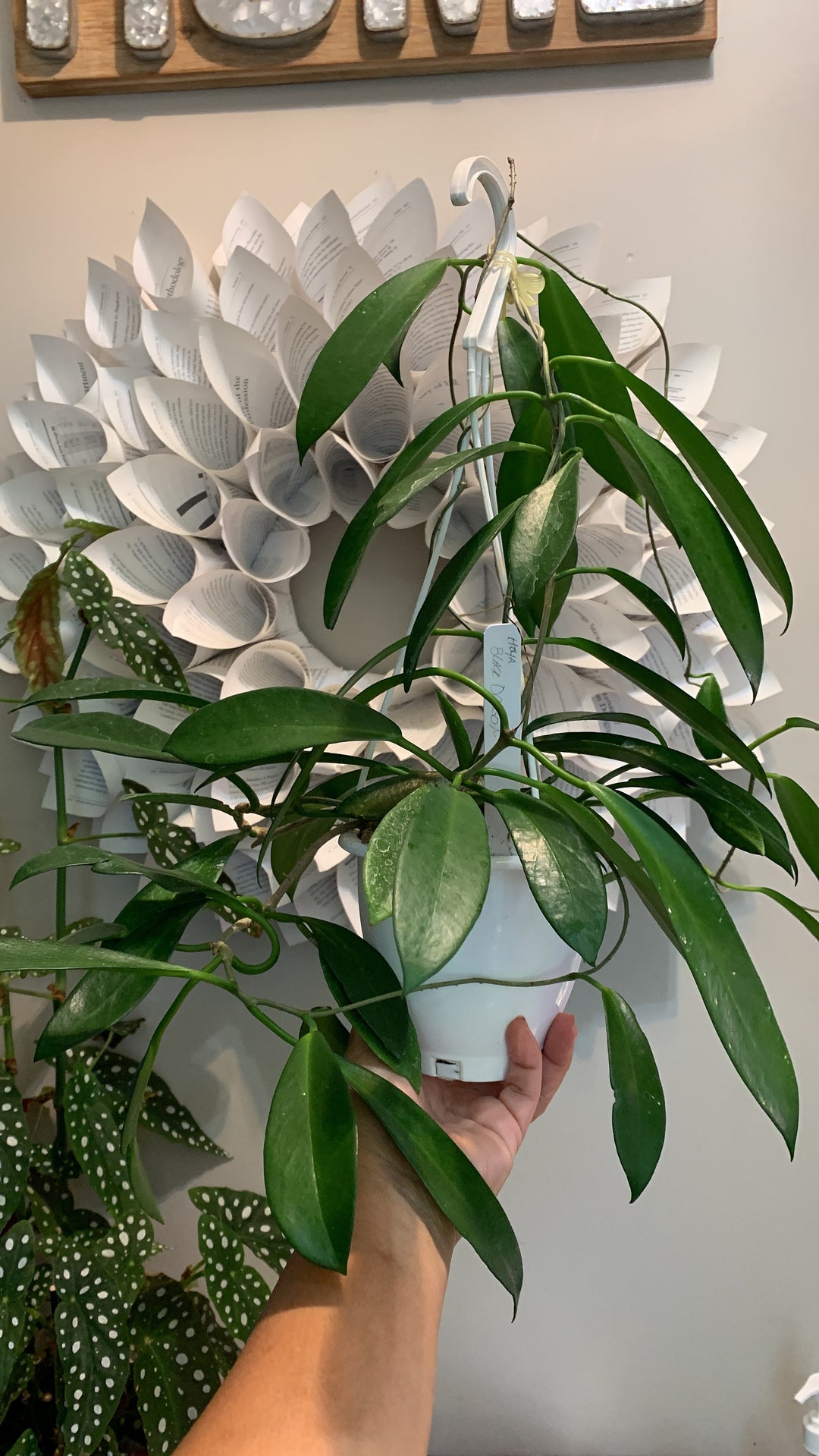 Hoya Black Dragon Etsy