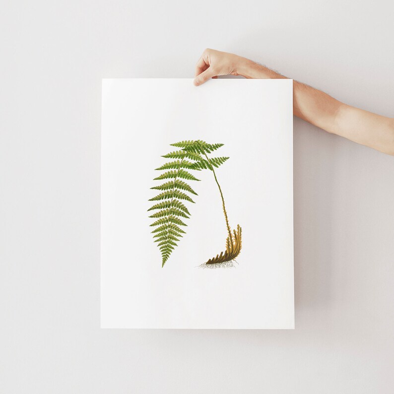 Set of 3 Fern Illustrations Printable Wall Art Botanical Wall - Etsy