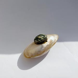 Può includere: Una piccola scatola di forma ovale con un coperchio realizzato con una conchiglia scura a strisce verdi e nere. La scatola poggia saldamente su una conchiglia di madreperla bianca più grande, liscia e iridescente, che funge da base.