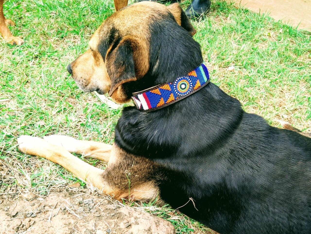 Wide Dog Collar Dog Collar for Big Dogs 1.5 Inch Wide Dog Etsy UK