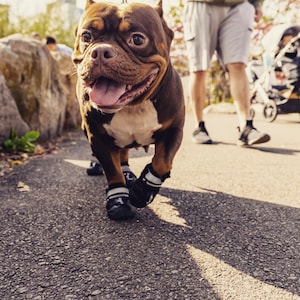 4Legs Dog Slip-On Waterproof with Rugged Anti-Slip Light Rubber Sole booties!