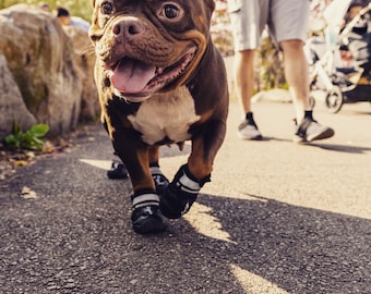 French bulldog booties hot sale