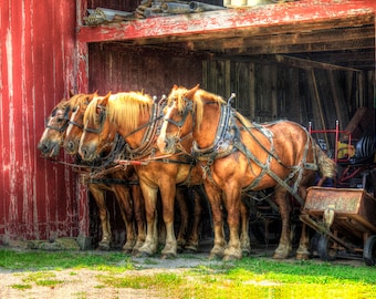 May include: Four brown horses stand in a barn, harnessed and ready to pull a wagon. The horses are lined up side-by-side, with their heads turned to the left. The barn is red and wooden, with a wooden door open in the background.