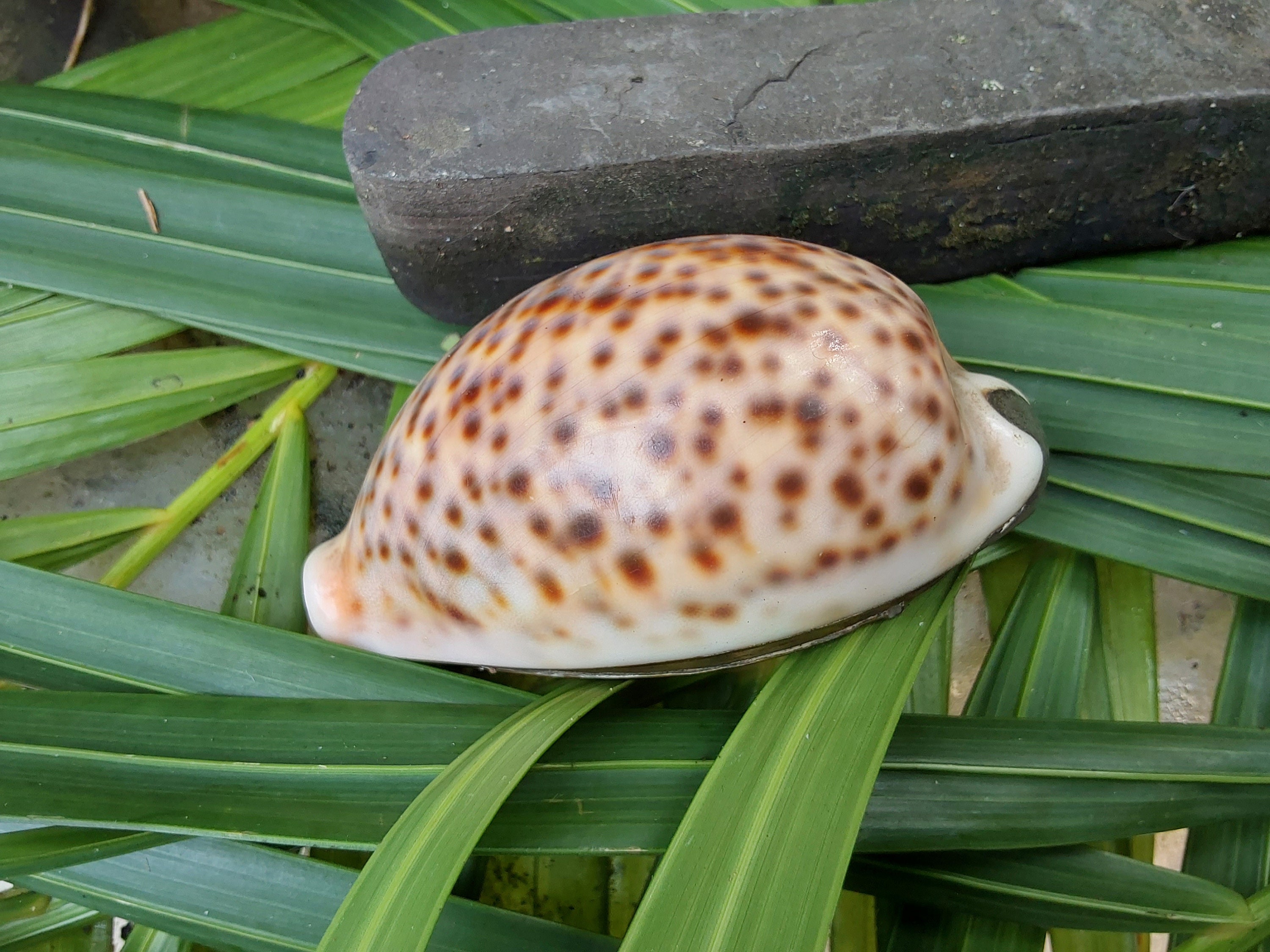 Snuff Box Sea Shells Victorian Cowrie Shell Snuff Box Antique Sea Shell Hinged - Etsy