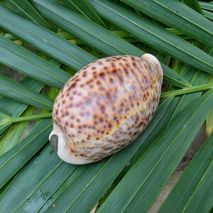 May include: A brown and white seashell with brown spots on a green palm leaf background.