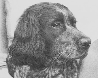 Dog Pencil Drawing, Dog Art Print, English Springer Spaniel, Springer Spaniel Gift, Dog Lover Art, Canine Art Print,  Springer Spaniel Lover