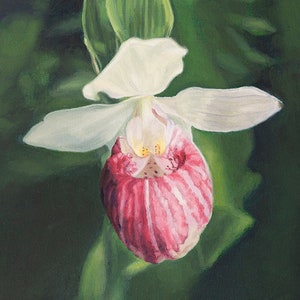 Lady Slipper, Lady Slipper schilderij, bloem olieverfschilderij, Lady Slipper Print, Lady Slipper Wall Decor, Lady Slipper Art, Roze Lady Slipper