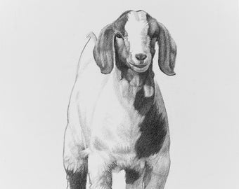 Goat Drawing, Goat Print, Goat Illustration, Farmer Gift, Goat Wall Art, Farm Wall Art, Farm Animal Art, Nursery Artwork, Goat Gift