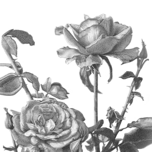 Kaner Flowers Drawing, Transparent PNG - 999x1200 - Free Download on NicePNG