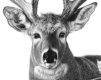 Deer Pencil Drawing Print, Deer Art Print, Majestic Deer, White Tail Deer, Big Buck, Deer Illustration, Deer Wall Art, Gift for Deer Hunter