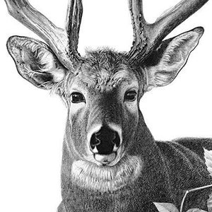 Deer Pencil Drawing Print, Deer Art Print, Majestic Deer, White Tail Deer, Big Buck, Deer Illustration, Deer Wall Art, Gift for Deer Hunter